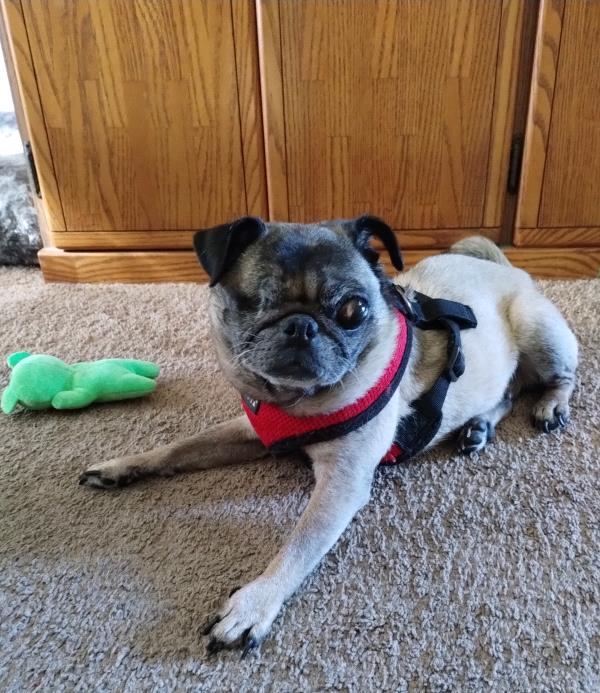 /images/uploads/pug nation rescue of los angeles/pugnation2024/entries/31085.jpg